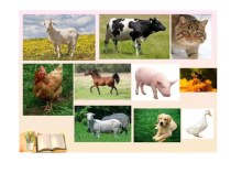 Презентация к уроку по окружающему миру на тему Животные (1 класс)