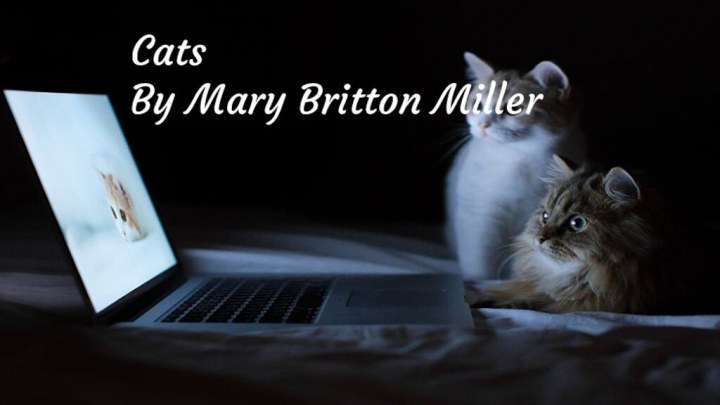 CatsBy Mary Britton Miller