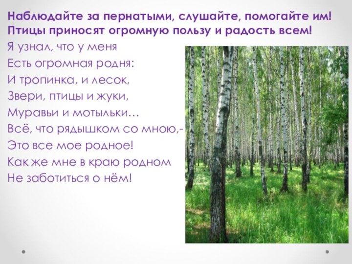 Наблюдайте за пернатыми, слушайте, помогайте им! Птицы приносят огромную пользу и радость