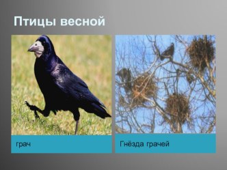 Презентация  Птицы весной