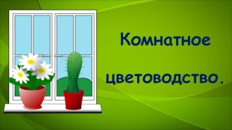 Презентация Комнатное цветоводство Нолина - бутылочное дерево.