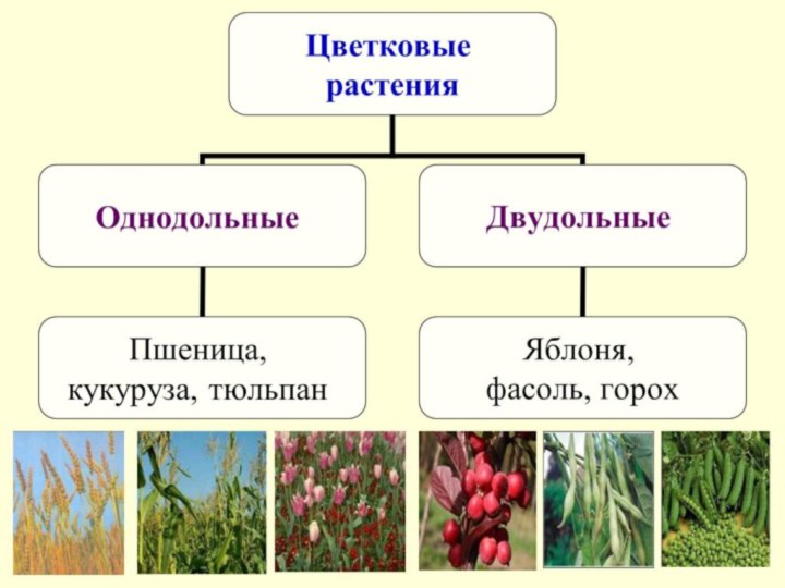 Классы покрытосеменных растенийДвудольные		2. однодольные