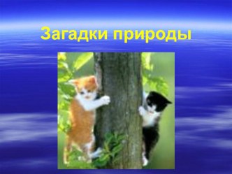 Презентация к уроку внеклассного чтения Загадки природы по произведениям Акимушкина (4класс)