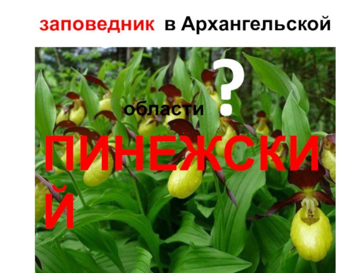 заповедник в Архангельской области ?ПИНЕЖСКИЙ