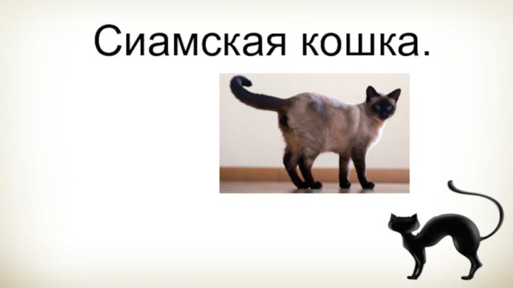 Сиамский котСиамская кошка.