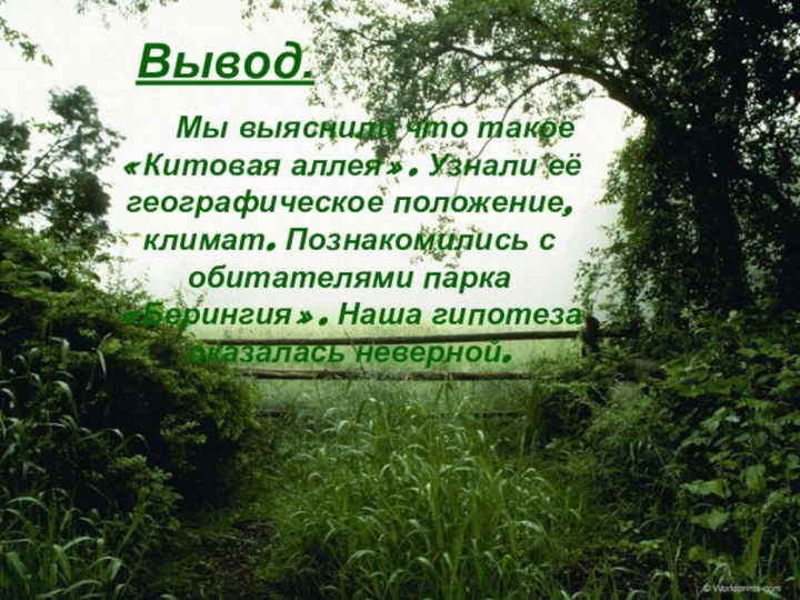 Вывод.     Мы выяснили что такое «Китовая аллея». Узнали