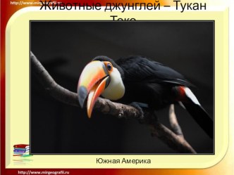 Животные джунглей Южной Америки