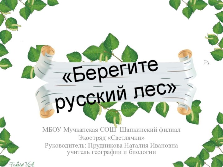 «Берегите  русский лес»МБОУ Мучкапская СОШ Шапкинский филиал Экоотряд «Светлячки»Руководитель: Прудникова Наталия