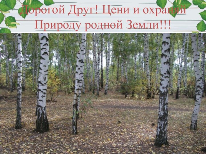 Дорогой Друг! Цени и охраняй Природу родной Земли!!!