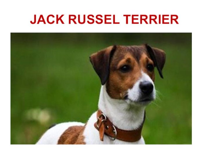 JACK RUSSEL TERRIER