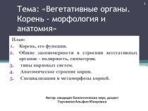 Презентация по биологии, анатомия и морфология корня