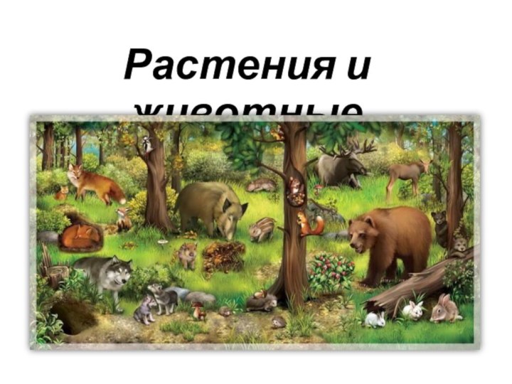 Растения и животные