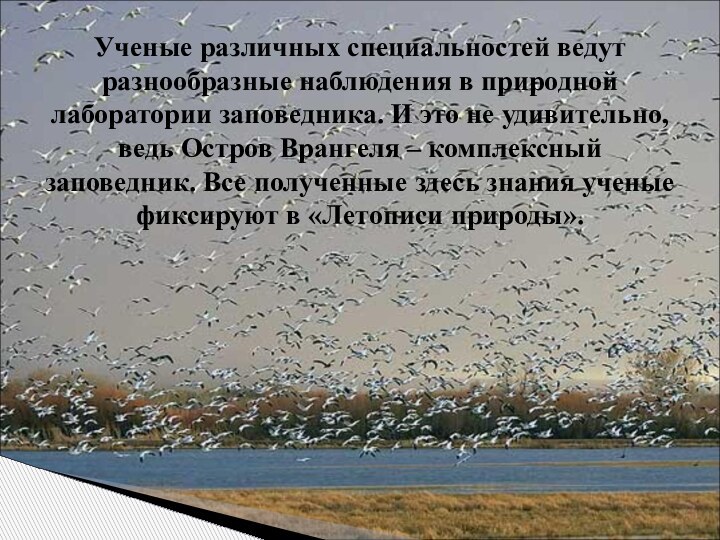 Ученые различных специальностей ведут разнообразные наблюдения в природной лаборатории заповедника. И это