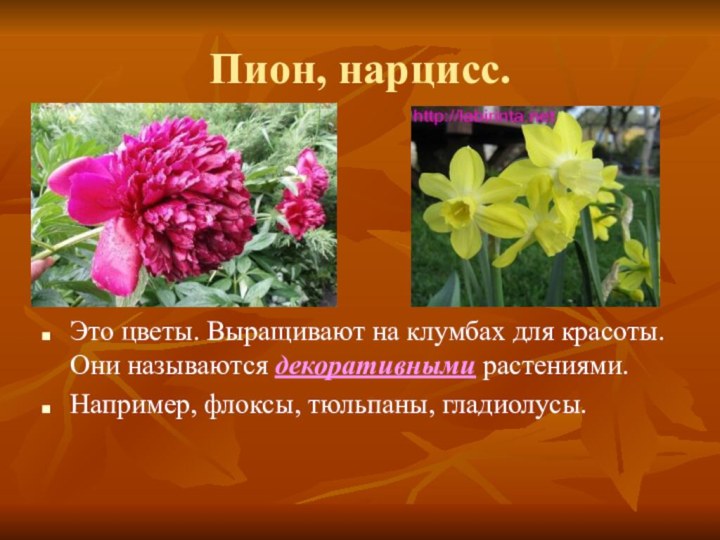 Пион, нарцисс.Это цветы. Выращивают на клумбах для красоты. Они называются декоративными растениями.Например, флоксы, тюльпаны, гладиолусы.
