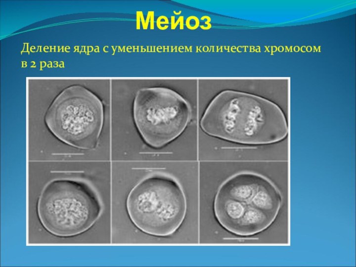 МейозДеление ядра с уменьшением количества хромосом в 2 раза