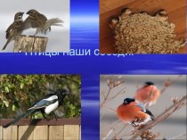 Презентация по биологии Птицы - наши соседи