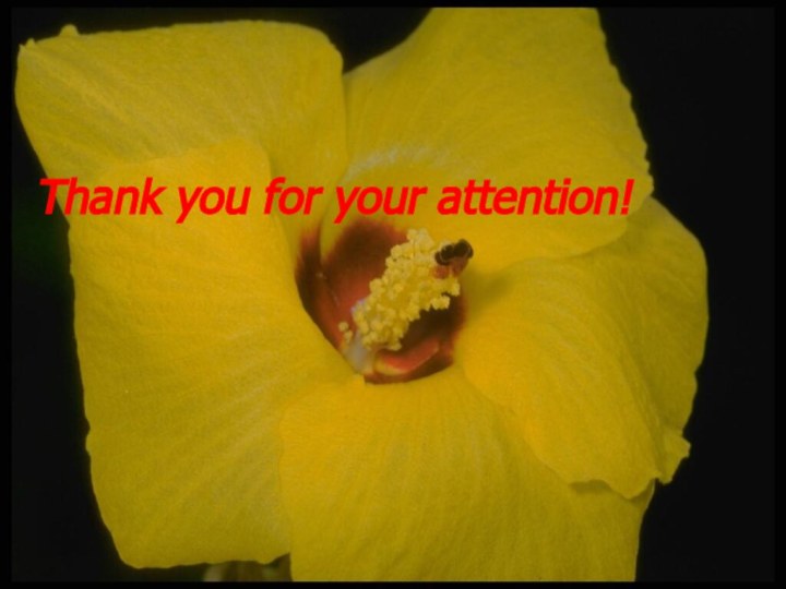 Thank you for your attention!