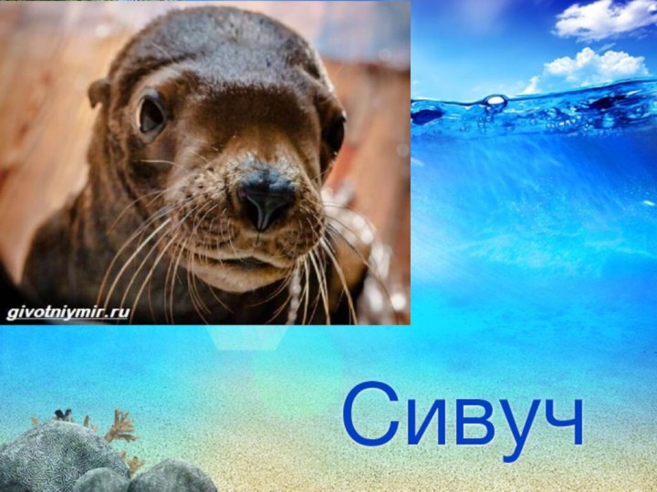 Сивуч