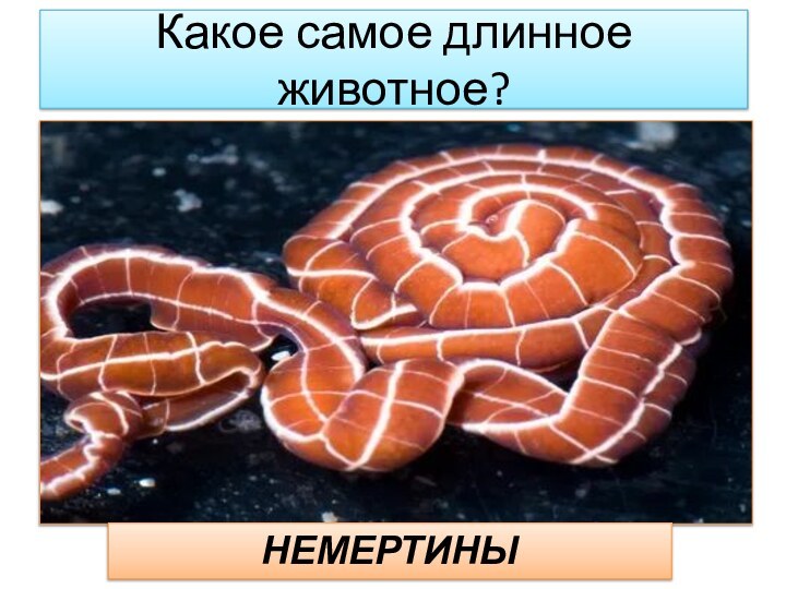 Какое самое длинное животное?НЕМЕРТИНЫ