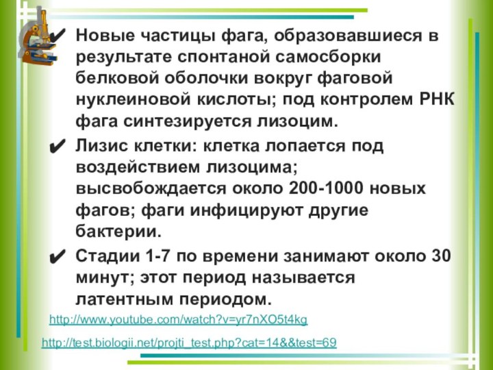 Новые частицы фага, образовавшиеся в результате спонтаной самосборки белковой оболочки вокруг фаговой