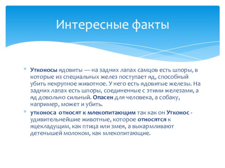 Утконосы ядовиты — на задних лапах самцов есть шпоры, в которые из специальных