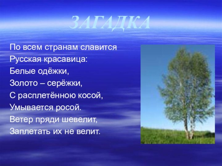 ЗАГАДКАПо всем странам славитсяРусская красавица:Белые одёжки,Золото – серёжки,С расплетённою косой,Умывается росой.Ветер пряди