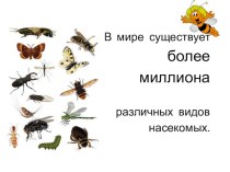 Презентация по окружающему миру к уроку на тему Насекомое. Строение тела насекомого. в 1 классе