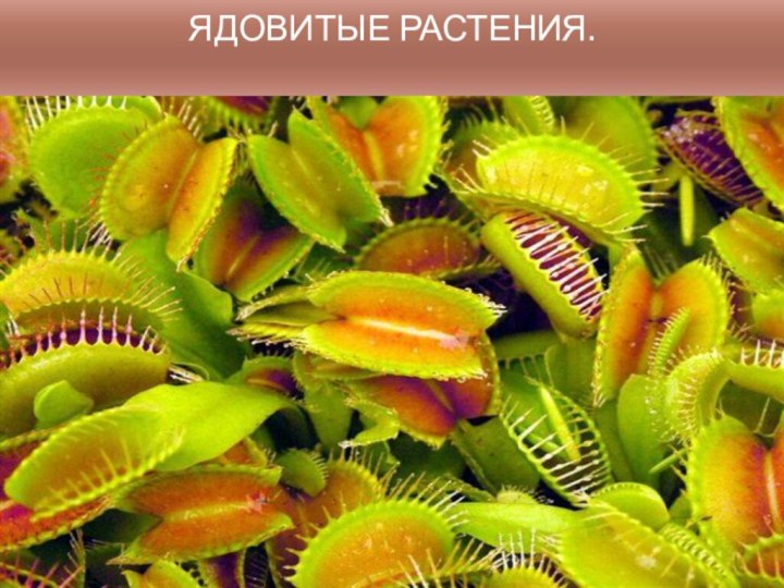 Ядовитые растения.