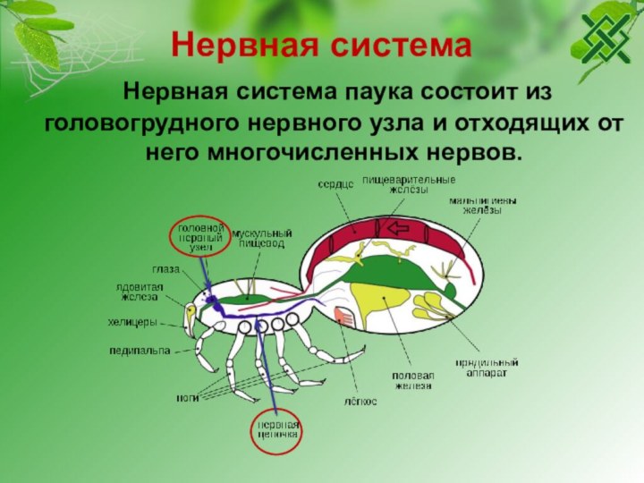 Паук крестовик замкнутая или незамкнутая