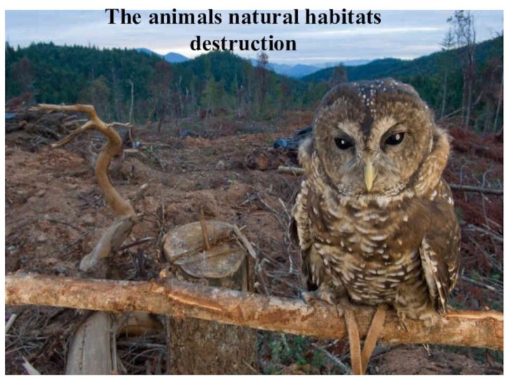 The animals natural habitats destructionThe animals natural habitats destruction