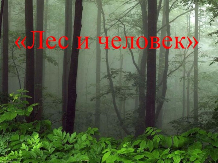 «Лес и человек»