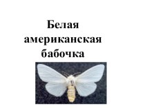 Презентация по биологии на тему  Белая американская бабочка