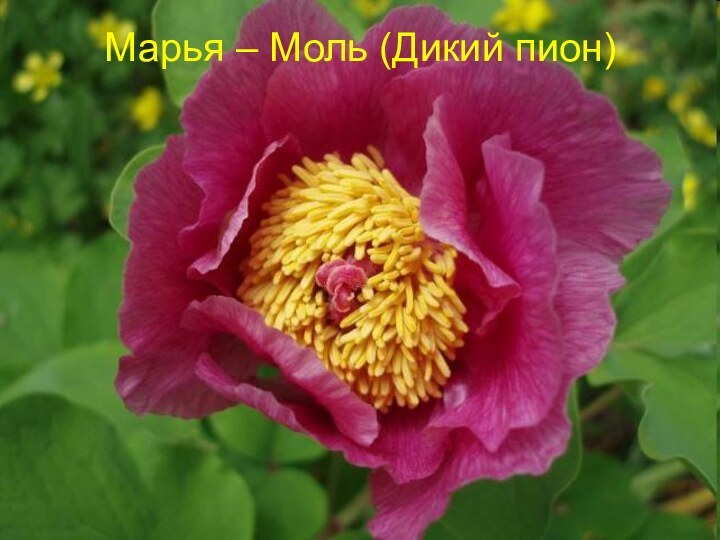 Марья – Моль (Дикий пион)