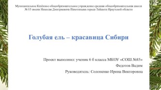 Научно-исследовательская работа Голубая ель