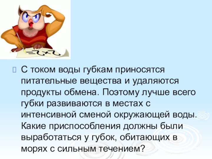 С током воды губкам приносятся питательные вещества и удаляются продукты обмена. Поэтому