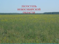 Презентация по экологии на тему Лесостепь Новосибирской области