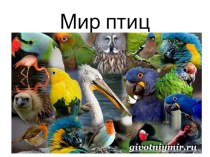 Окружающий мир на тему Жизнь птиц