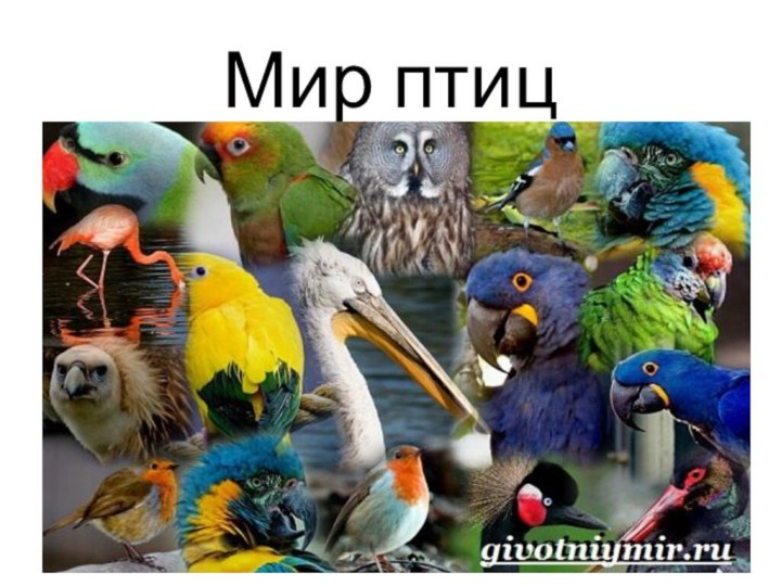 Мир птиц