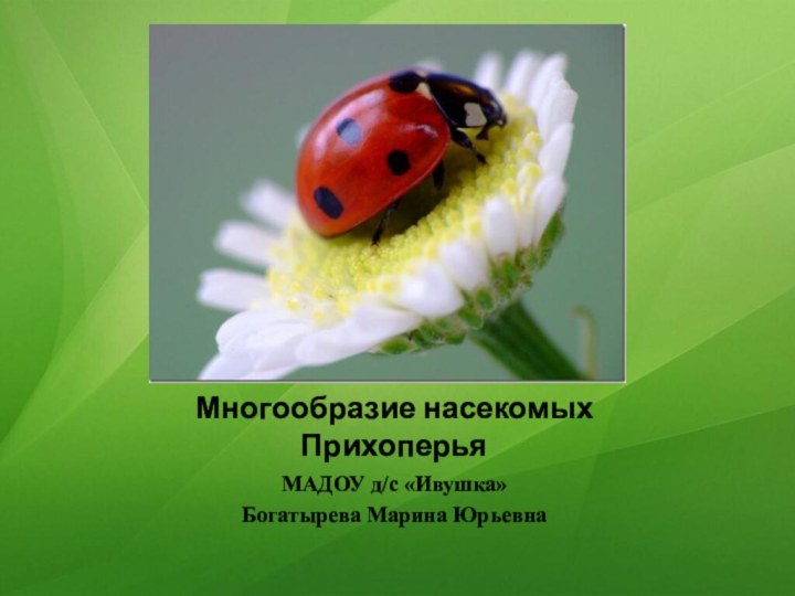 Многообразие насекомых ПрихоперьяМАДОУ д/с «Ивушка»Богатырева Марина Юрьевна