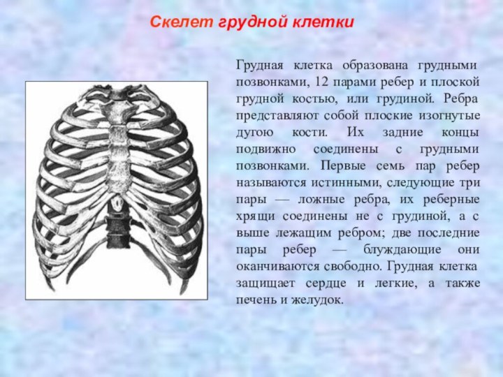 Скелет грудной клеткиГрудная клетка образована грудными позвонками, 12 парами ребер и плоской