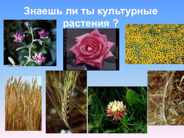 Знаешь ли ты культурные растения ?