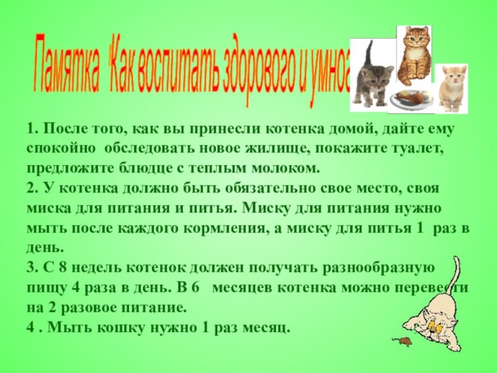 1. После того, как вы принесли котенка домой, дайте ему спокойно  обследовать