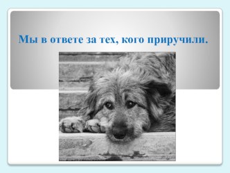 Презентация к уроку литературы по рассказу Л.Н.Андреевна Кусака. Мы в ответе за тех, кого приручили