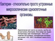 Презентация Бактерии. Строение и роль