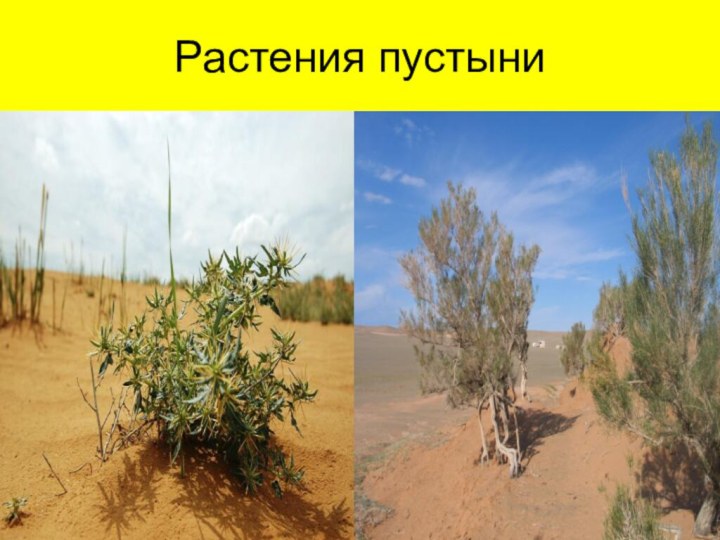 Растения пустыни