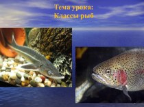 Презентация по биологии на тему Классы рыб