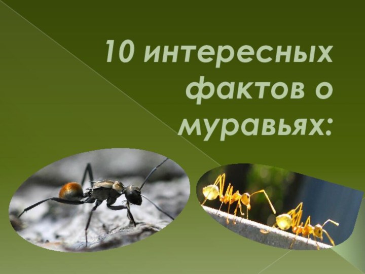 10 интересных  фактов о муравьях: