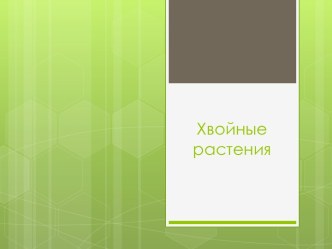 Презентация по окружающему миру Хвойные растения