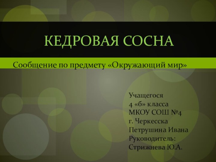 Сообщение по предмету «Окружающий мир»Кедровая соснаУчащегося 4 «б» класса МКОУ СОШ №4