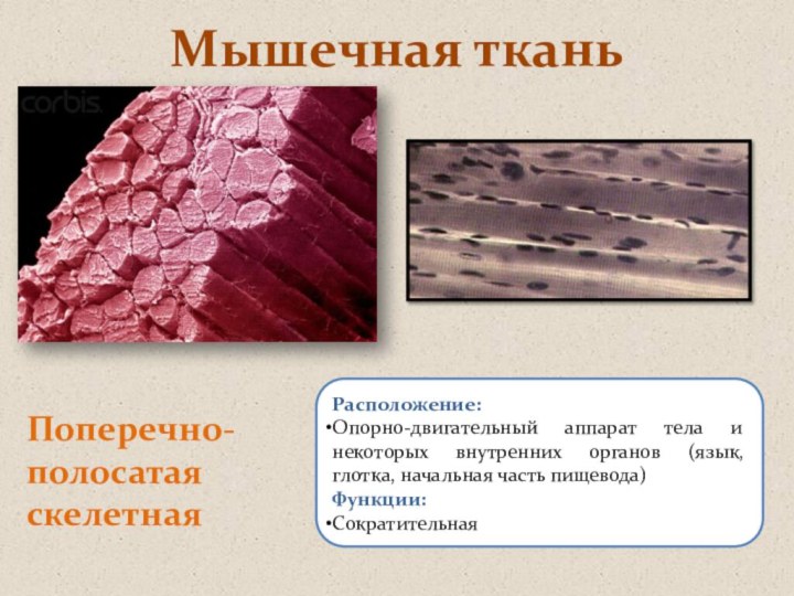 Мышечная тканьПоперечно-полосатая скелетнаяРасположение: Опорно-двигательный аппарат тела и некоторых внутренних органов (язык, глотка,